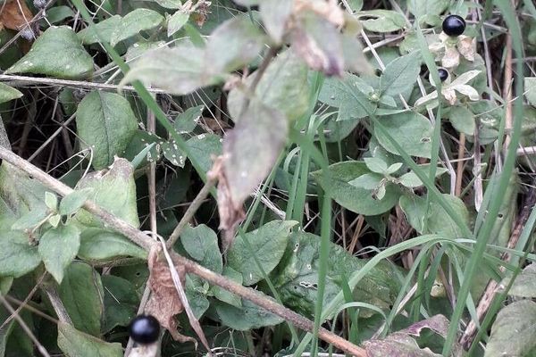 Berry catchfly
