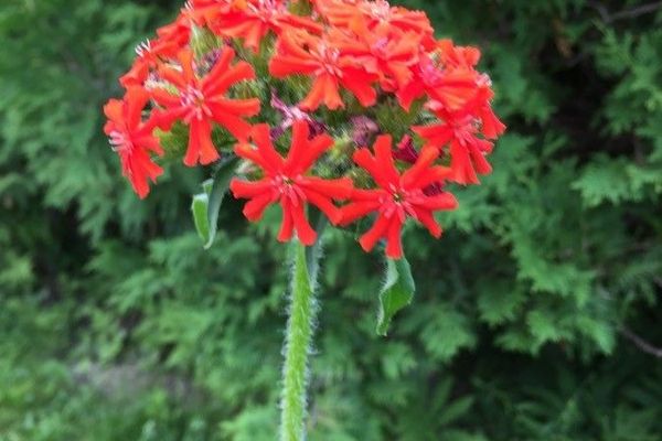 Maltese cross