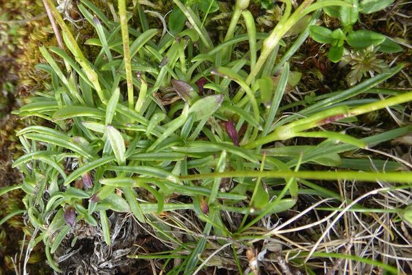 Silene ciliata