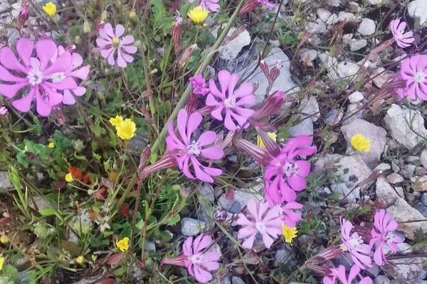 Carmine catchfly