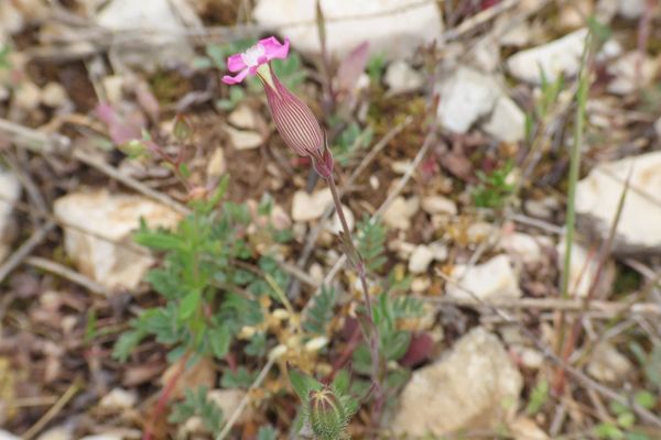 Sand catchfly