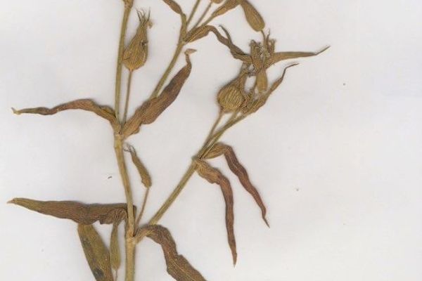 Large sand catchfly
