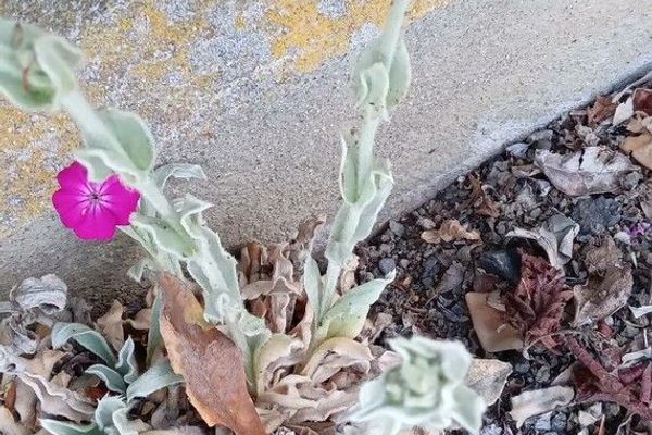 Rose campion