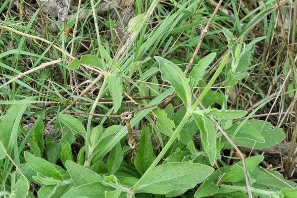 Forked catchfly