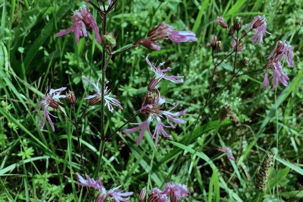 Meadow campion