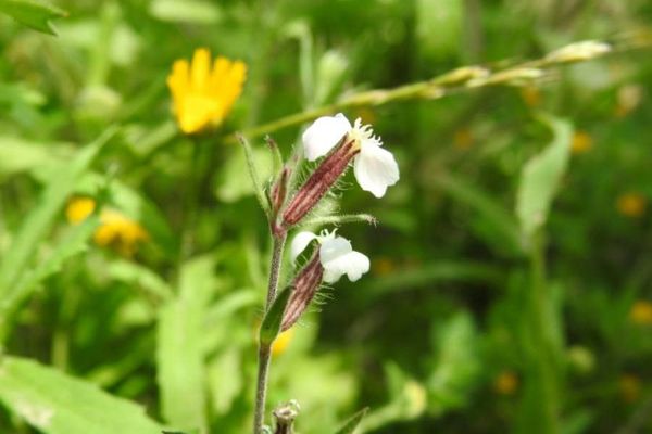 Five-wound catchfly