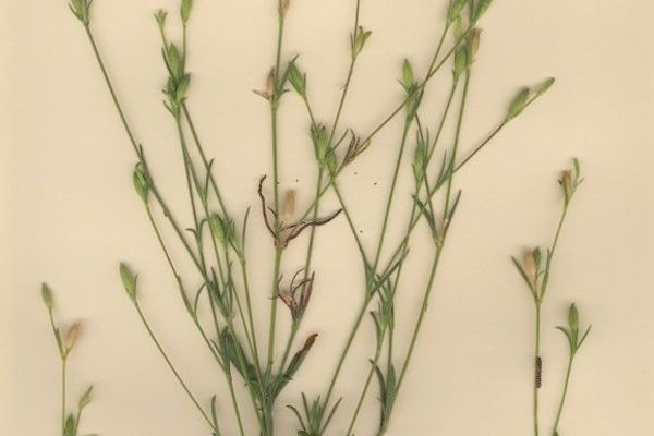 Silene inaperta