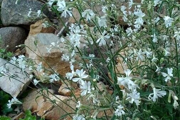 Italian catchfly