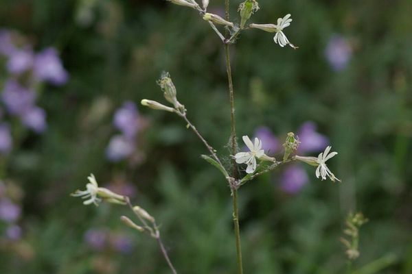 Silene mellifera