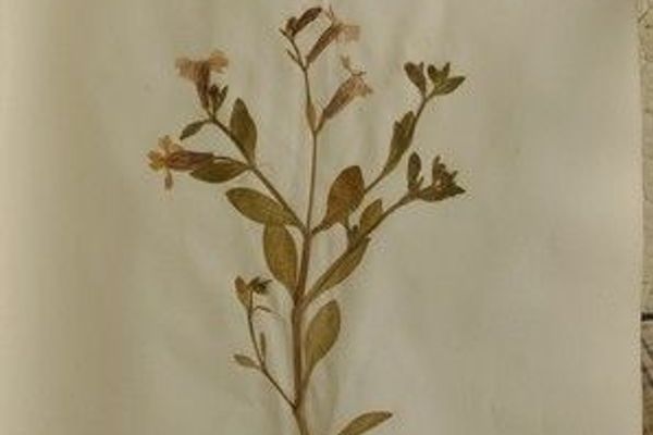 Silene muscipula