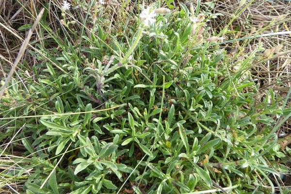 Silene nicaeensis