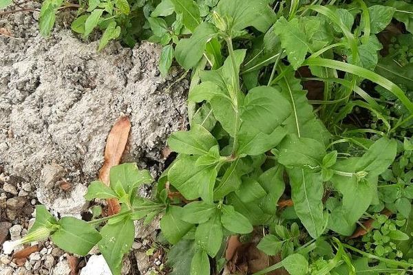 Night-flowering catchfly
