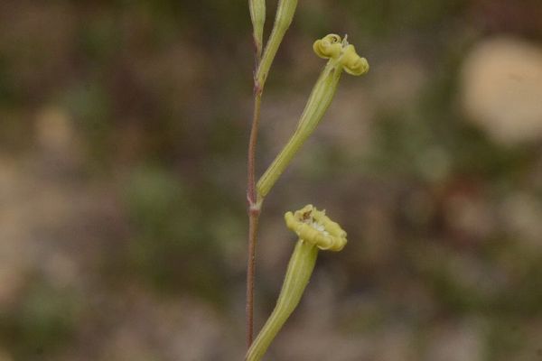 Mediterranean catchfly