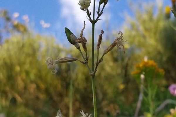 Eurasian catchfly