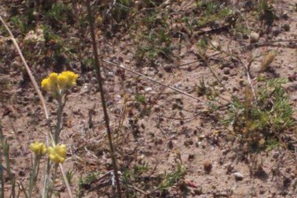 Spanish catchfly