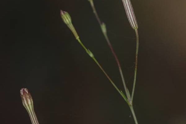 Silene portensis