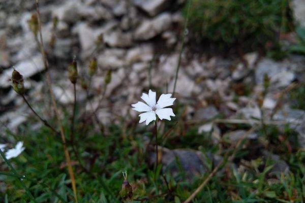 Alpine campion