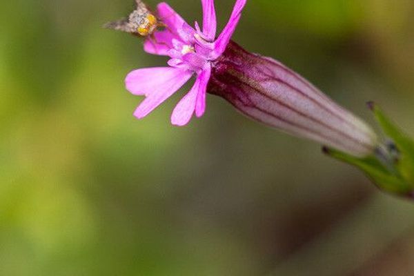 Silene rubella