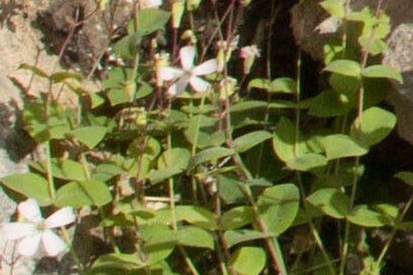 Silene rupestris