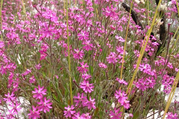 Silene scabriflora