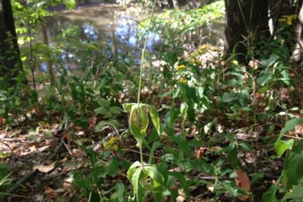 Whorled catchfly