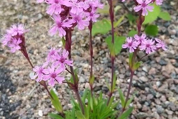 Campion