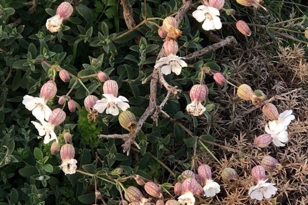 Sea campion