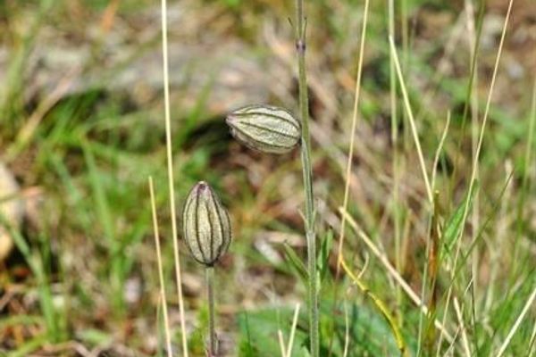 Polar campion