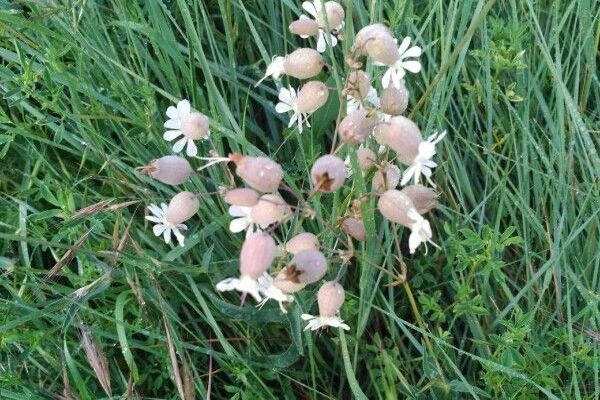 Bladder campion