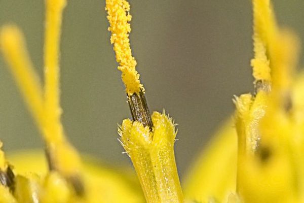 Starry rosinweed