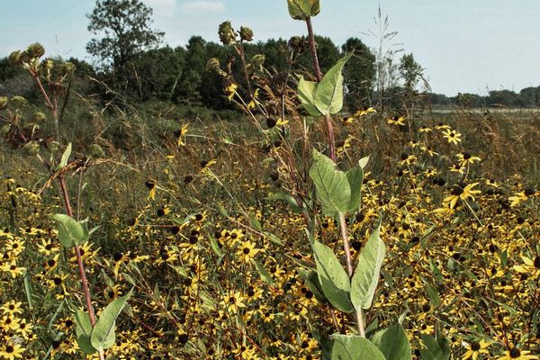 Whole-leaf rosinweed