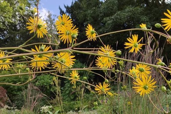 Basal-leaf rosinweed