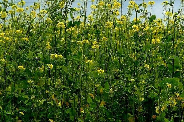 White mustard
