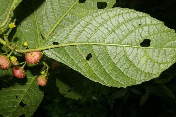 Siparuna thecaphora