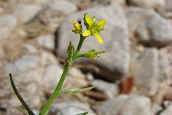 Sisymbrella aspera