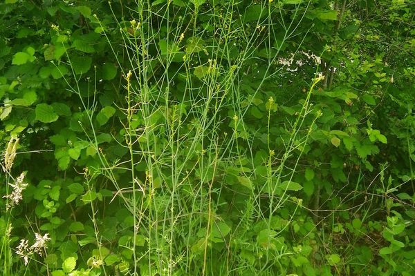 Tumble mustard