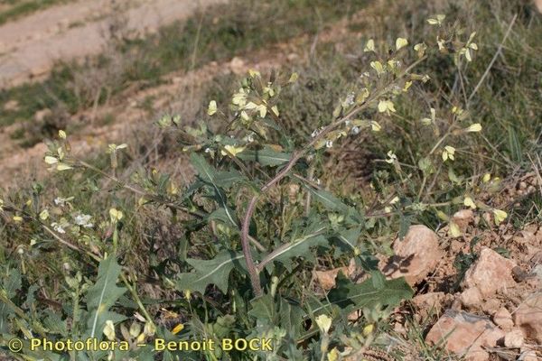 Sisymbrium crassifolium