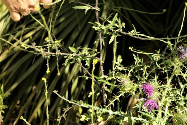 Hedge mustard