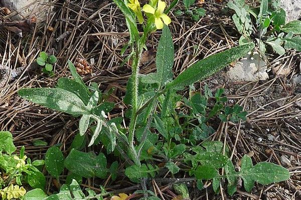 Oriental mustard