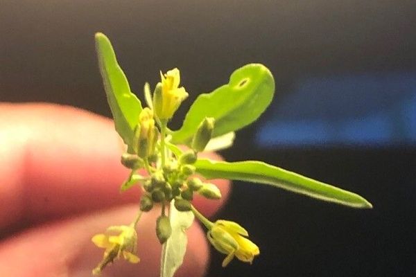 Sisymbrium runcinatum
