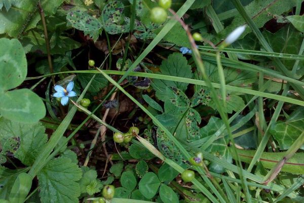 Narrow-leaf blue-eyed-grass
