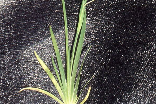 American blue-eyed-grass