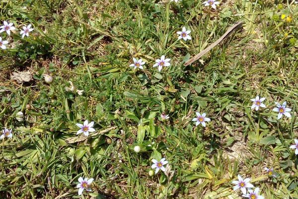 Annual blue-eyed grass