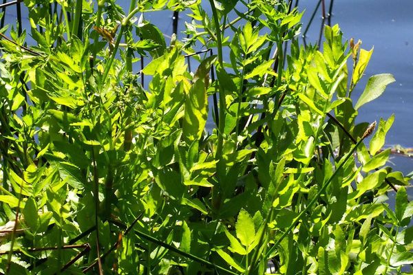 Great water-parsnip