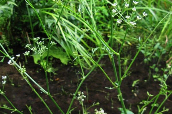 Water-parsley