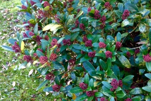 Skimmia