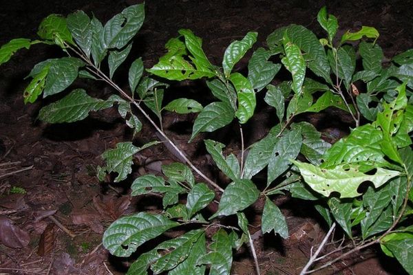 Sloanea guianensis