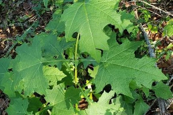 Bear's foot