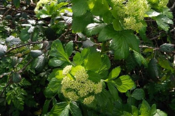 Black-lovage