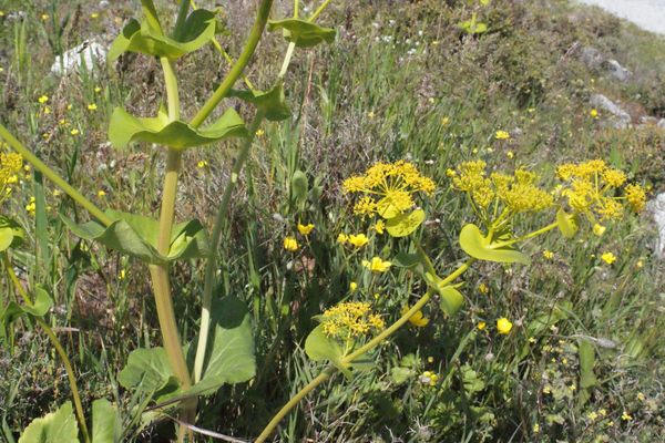 Perfoliate alexanders
